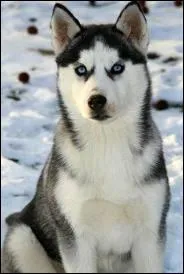 Quelle est la race de ce chien ?