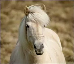 Quelle est cette race ?