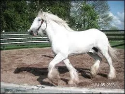 Quelle est cette race et sa robe ?