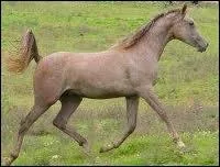 De quelle couleur est sa robe ?