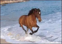 Quelles sont les robes qui sont admises chez cette race ?