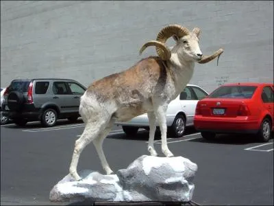 Allez faire un tour dans les plaines asiatiques et peut-tre qu'avec un peu (ou plutt normment) de chance, vous pourrez apercevoir cet animal !