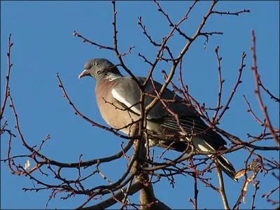 Dans le Nord de la France, il porte le nom de pigeon ramier, mais quel nom porte-t-il dans le Sud !