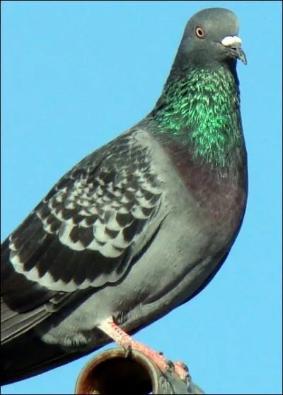 Celui-ci a colonis nos villes, au dpart il vivait sur des falaises !