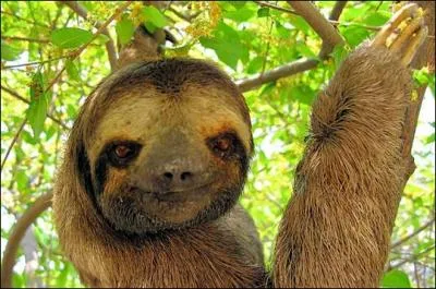 C'est un animal d'Amrique latine, qu'il convient imprativement de protger, comment l'appelle-t-on en Guyane ?