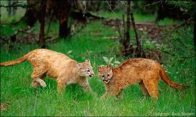 En Guyane, le puma a galement une appellation bien  lui !