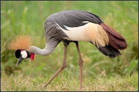 Quel est l'oiseau national de l'Ouganda ?