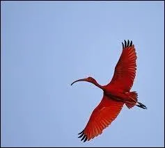 Quel oiseau est l'emblme national de Trinit-et-Tobago ?