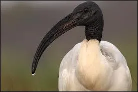 Qui vnrait cet oiseau chassier ?