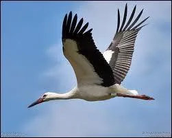 Lors de leurs migrations, les cigognes ne survolent jamais la mer Mditerrane, elles prfrent la contourner.
