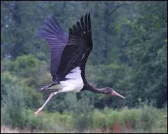 Pourquoi voit-on moins souvent les cigognes noires que les blanches ?