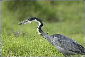 Quel est cet chassier qui se nourrit de batraciens, de rongeurs (ou des carpes ko de votre tang d'ornementation) ?