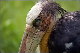 Quel trs grand chassier est charognard  l'occasion ?