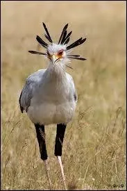 Les chasses de ce rapace diurne ressemblent  celles de la cigogne...