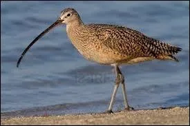 Quel chassier a un long bec fin recourb vers le bas ?