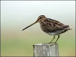 Petit chassier au long bec prsent sur tous les continents (sauf en Australie) :