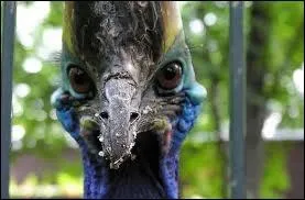 1 mtre 70 pour 70 kg, il vit dans les forts tropicales humides indonsiennes, plutt discret et solitaire, sa griffe intrieure est aussi dangereuse qu'un poignard :