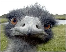 L'autruche fait-elle partie de la famille des chassiers ?