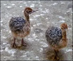 Comment s'appellent les petits de l'autruche ?