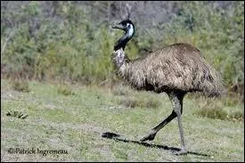 Comme l'autruche, ce grand oiseau australien haut sur pattes ne sait pas voler... De quelle espce s'agit-il ?