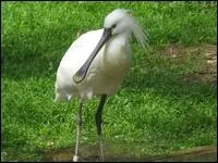 Quel est le nom de cet oiseau chassier au bec aplati caractristique ?