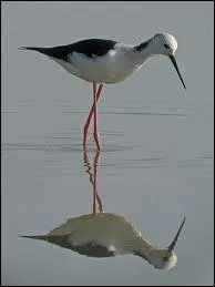 Quel oiseau chassier est endmique  l'Australie (et la seule espce de son genre) ?