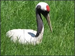 Gros indice sur la tte de l'oiseau...
