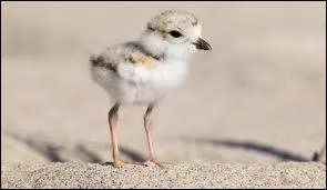 La plupart des oiseaux chassiers ont les pattes palmes.