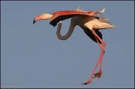 Quel est cet oiseau chassier en phase d'atterrissage ?