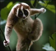 Quelle est cette race de singes ?