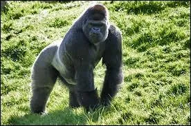 Quelle est cette race de singes ?