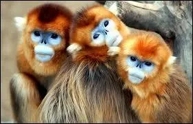 Quelle est cette race de singes ?