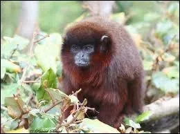 Quelle est cette race de singes ?