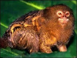 Quelle est cette race de singes ?