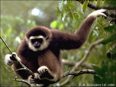 Quelle est cette race de singes ?