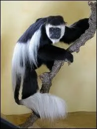 Quelle est cette race de singes ?