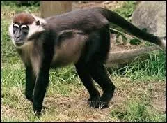 Quelle est cette race de singes ?