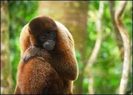 Quelle est cette race de singes ?