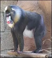 Quelle est cette race de singes ?