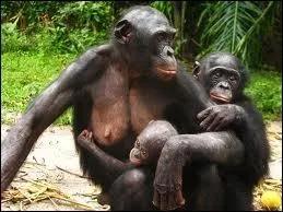 Quelle est cette race de singes ?