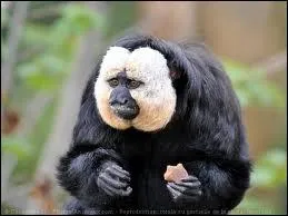 Quelle est cette race de singes ?