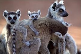 Quiz Primates