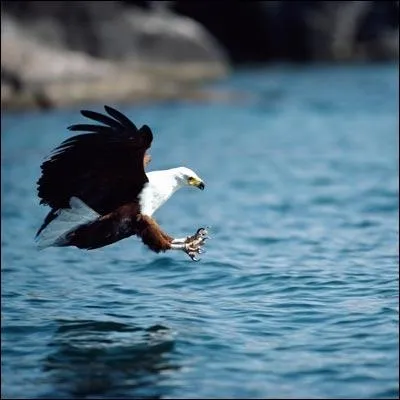 Quel personnage historique et redout possdait un refuge haut-plac, identique  celui de cet oiseau ?