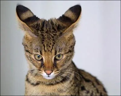 Quel croisement devez vous oprer pour obtenir ce chat, le savannah ?