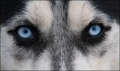 On le dit agrable, affectueux et propre. Ses yeux magnifiques sont fragiles et peuvent tre atteints de cataracte ou de glaucome.