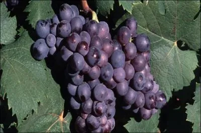 Ce cpage ressemble  celui du cinsault, cependant il est totalement diffrent et porte le nom de  ulhat ,  aragnan  ou  illade noire . Tout un programme ! D'o le dit-on originaire ?