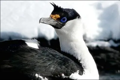 On pourrait croire qu'il a l'il bleu, mais il n'en est rien. La pupille noire se trouve entoure d'un cercle bleu mtallique. Voil un oiseau vivant de la Patagonie  la pninsule Antarctique.