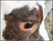 Le reconnaissez-vous ? Il s'agit bien d'un :