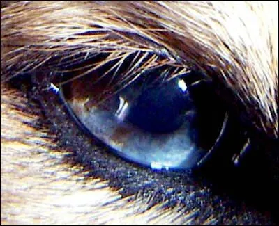 Un iris brun et bleu est courant pour la couleur des yeux chez cette race. Quel nom porte ce chien pouvant tre  zibeline ,  tricolore  ou  bleu-merle  ?