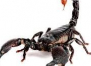 Quiz Le quiz du scorpion